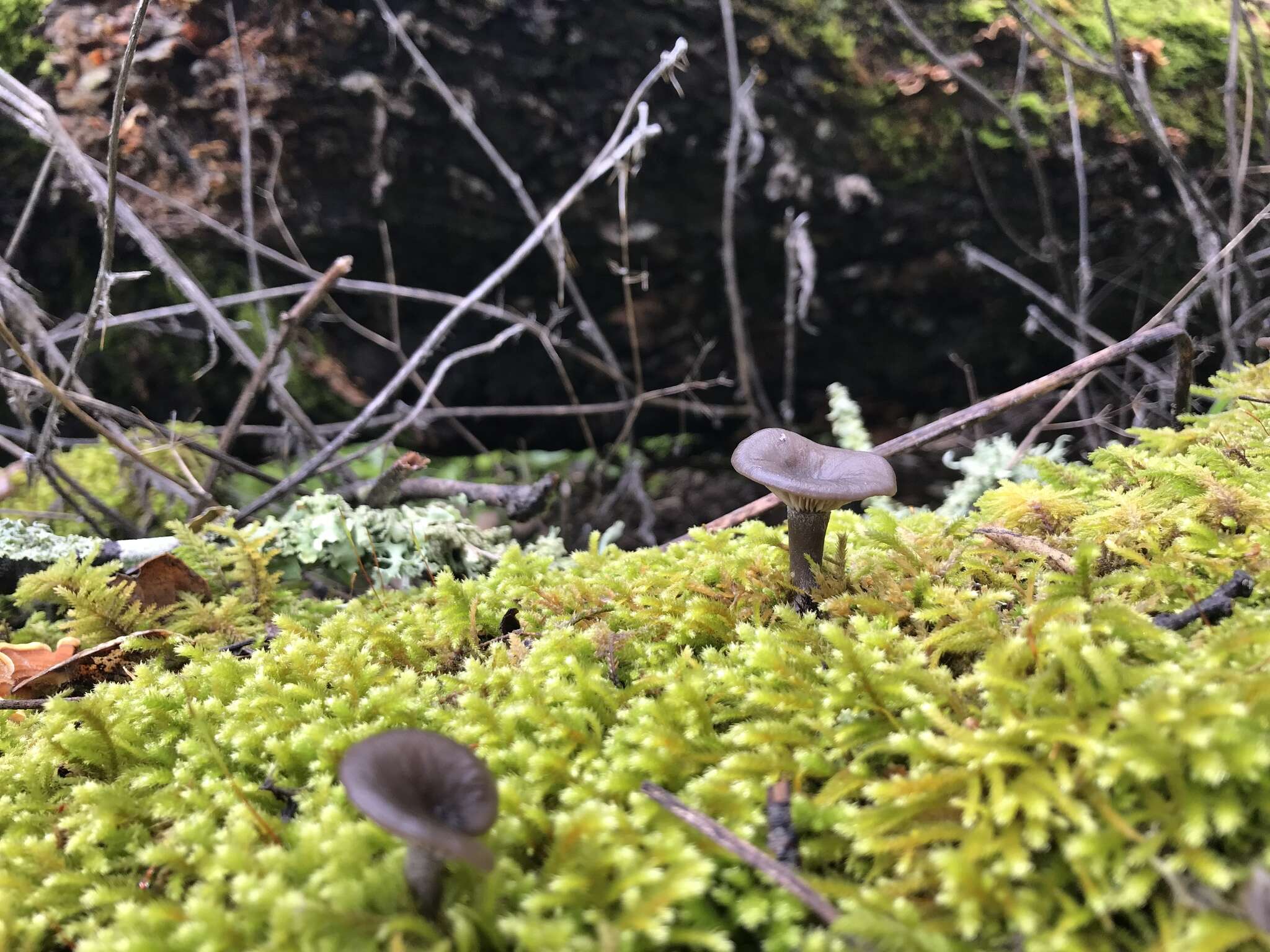 Image of Pseudoclitocybe