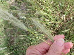 Plancia ëd Bothriochloa torreyana (Steud.) Scrivanti & Anton