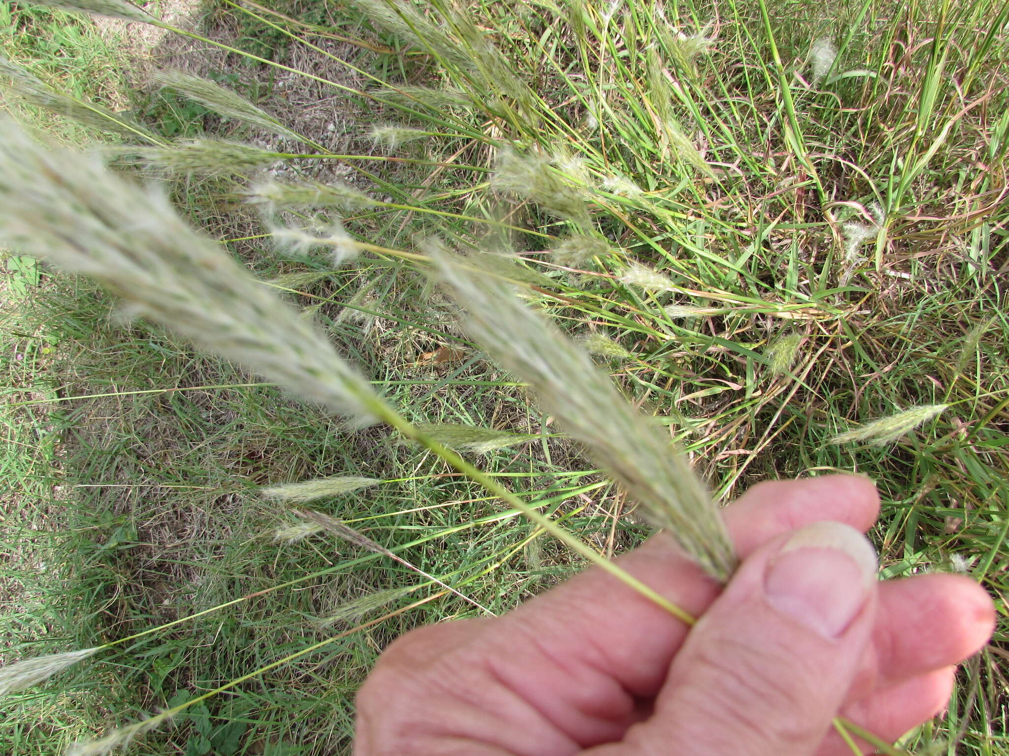 صورة Bothriochloa torreyana (Steud.) Scrivanti & Anton