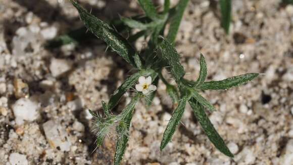 Image of bushy cryptantha