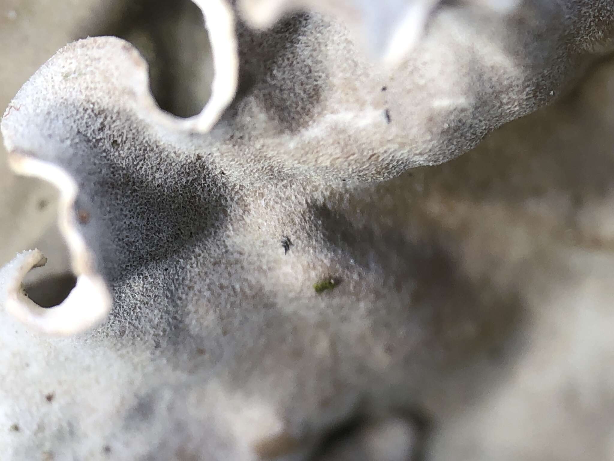 Image of felt lichen