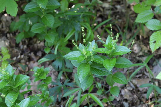 Image of Mercurialis ovata Sternb. & Hoppe