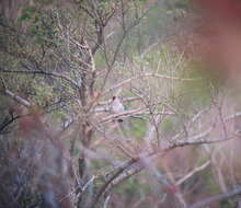 Image of Japanese Grosbeak