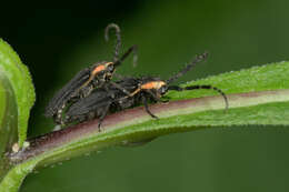 Image of Hemierana marginata ardens (Le Conte 1859)