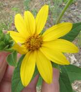 Слика од Helianthus hirsutus Rafin.