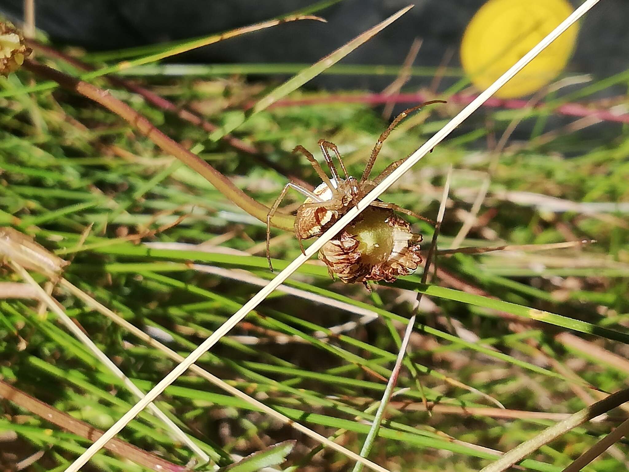 Image of Argiope protensa L. Koch 1872