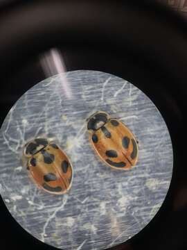 Image of Parenthesis Lady Beetle