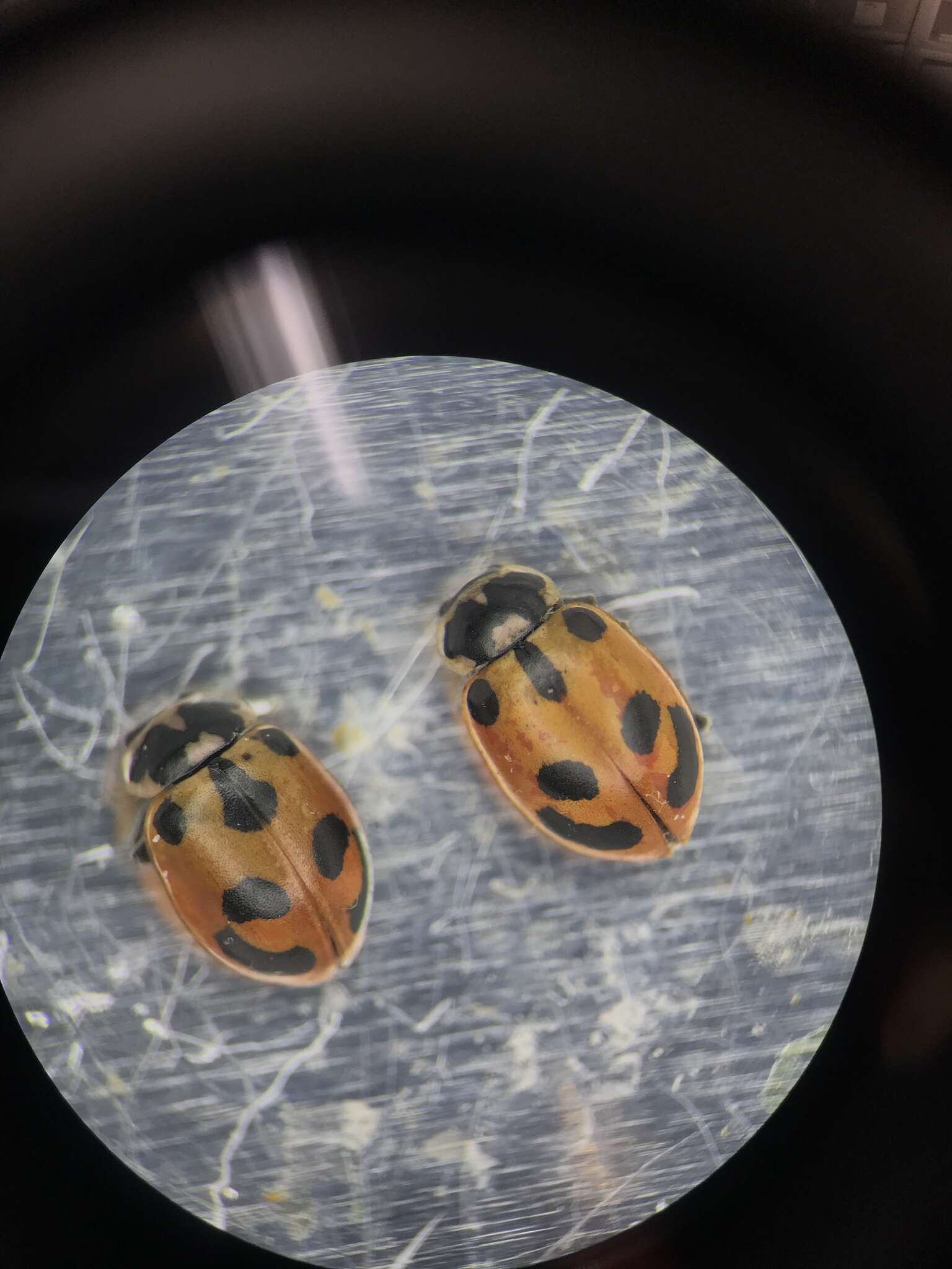 Image of Parenthesis Lady Beetle