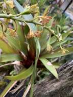 Image of Prosthechea crassilabia (Poepp. & Endl.) Carnevali & I. Ramírez