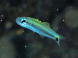 Image of Arrow dart-goby