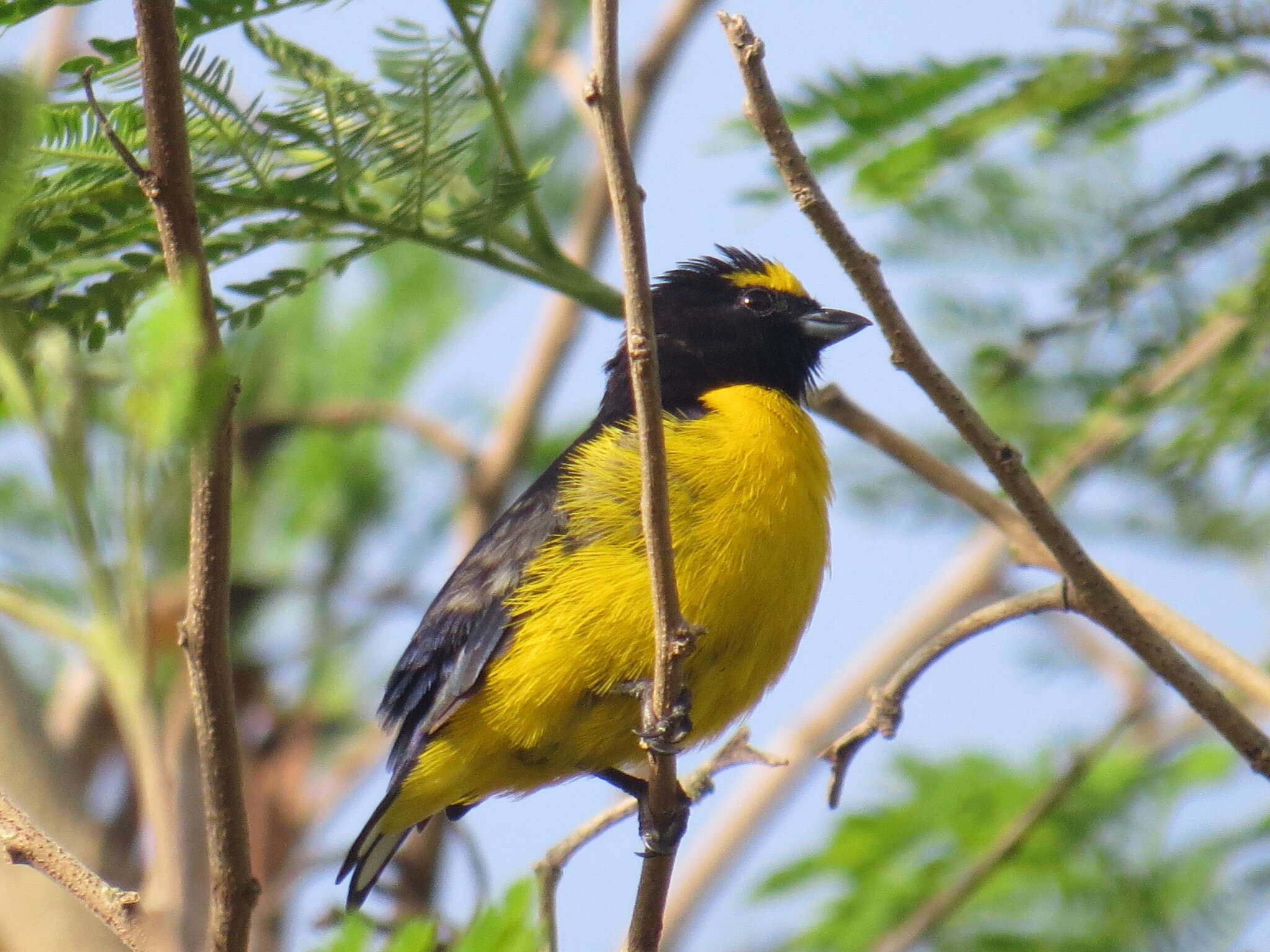 Image of scrub euphonia