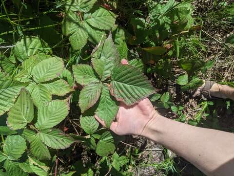 صورة Rubus recurvans Blanchard