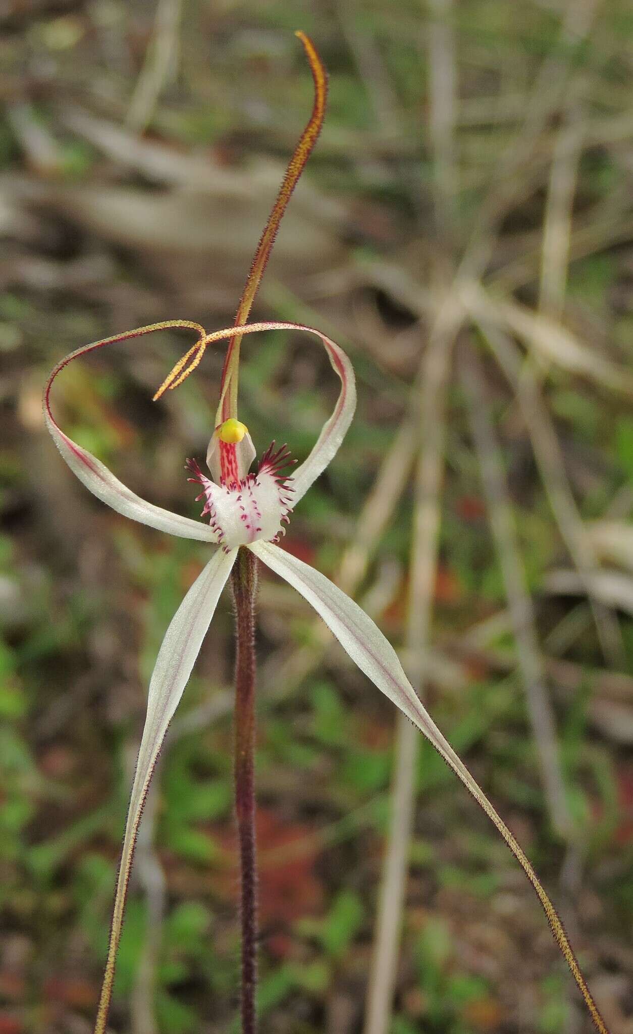 Imagem de Caladenia cretacea (D. L. Jones) G. N. Backh.