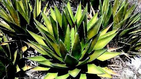 Слика од Agave triangularis Jacobi