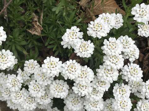 Imagem de Iberis sempervirens L.