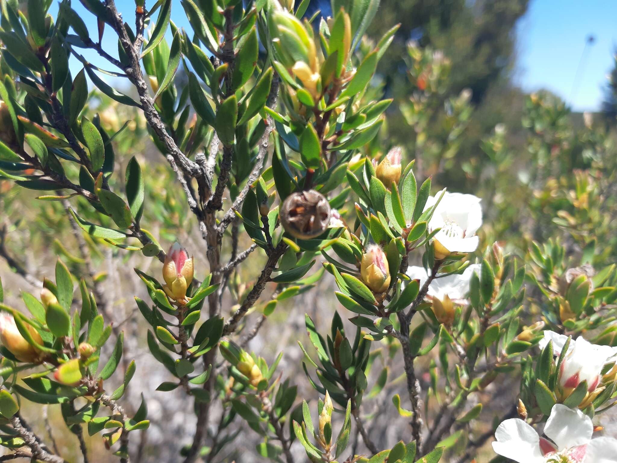 Sivun Leptospermum nitidum Hook. fil. kuva