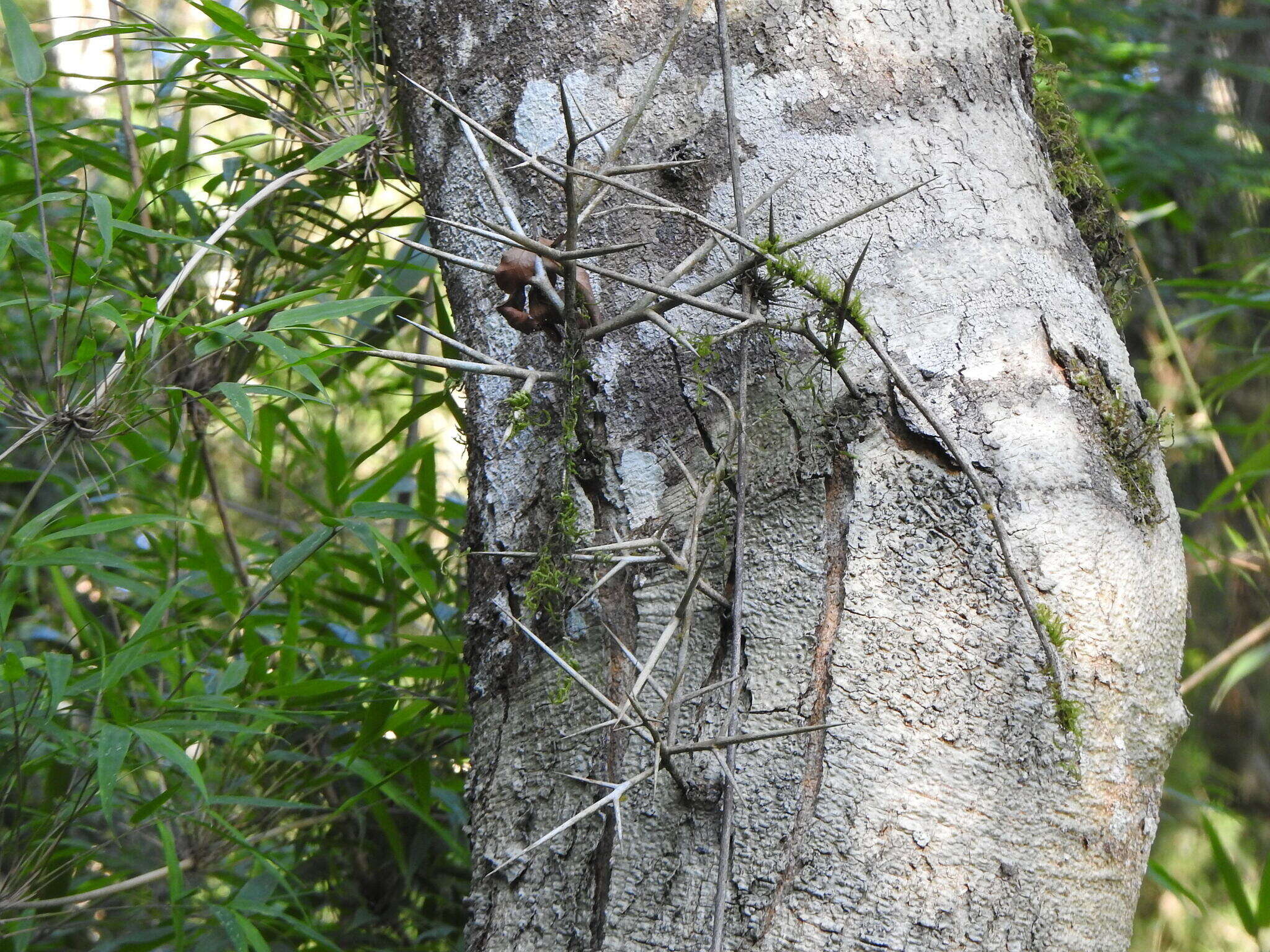 Image of Gleditsia amorphoides (Griseb.) Taub.