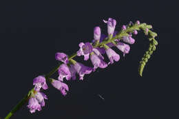 Image of Slender False Dragonhead