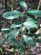 Image of Smilax aspericaulis Wall. ex A. DC.