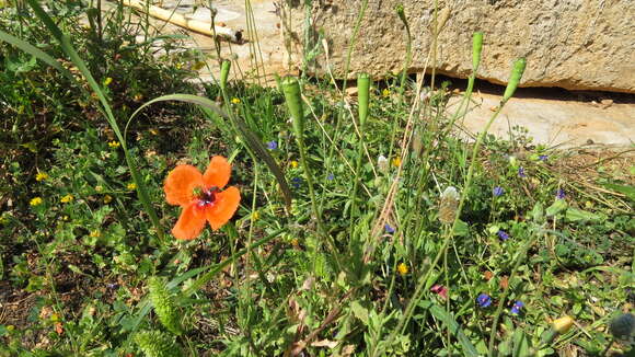 Image of Mediterranean Poppy