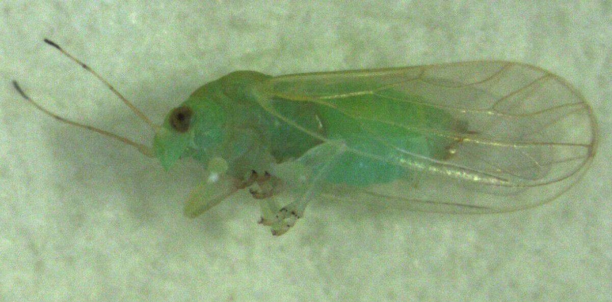 Image of Jumping plant lice