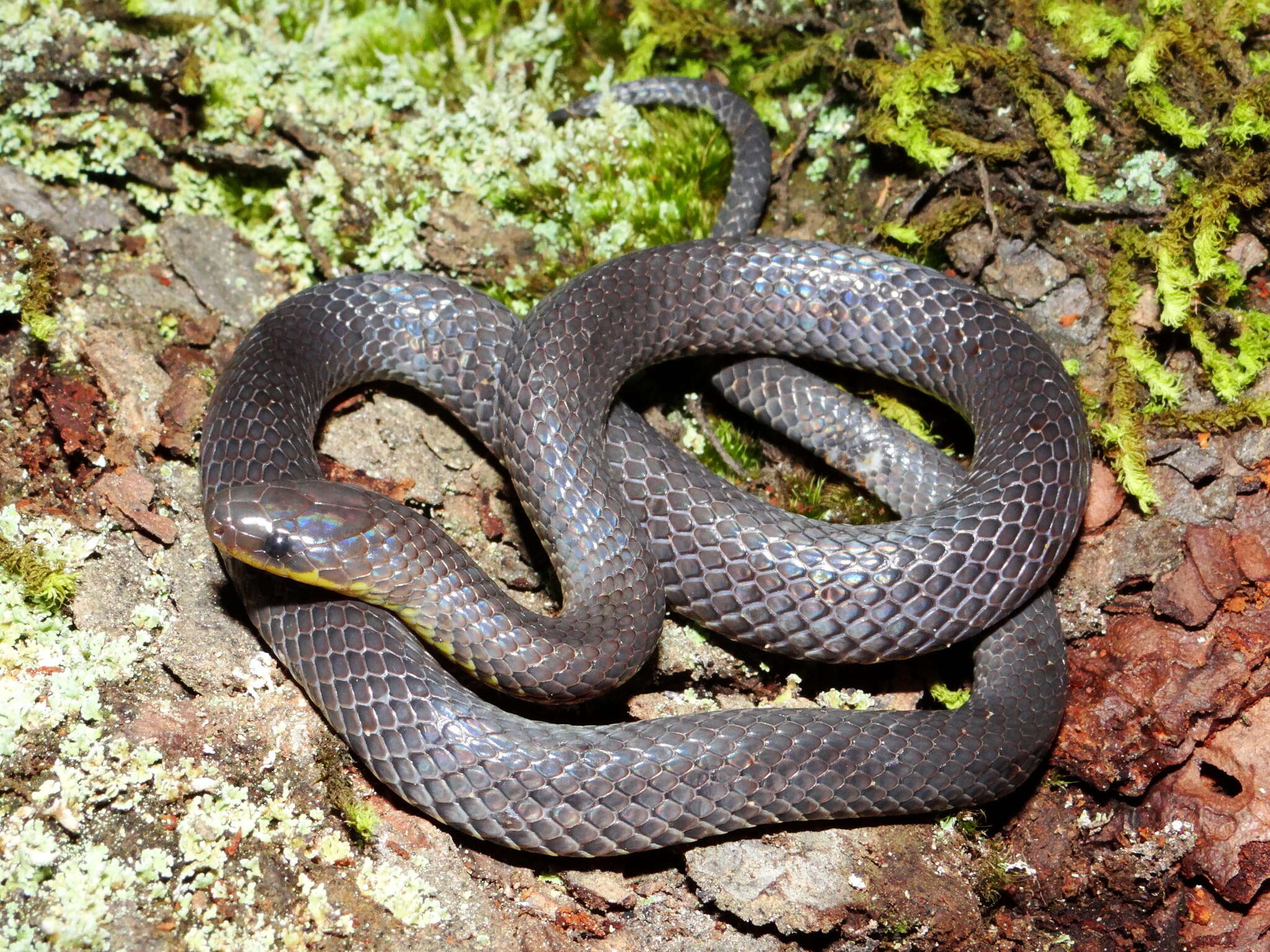 Image of Sierra Coalcoman Earth Snake