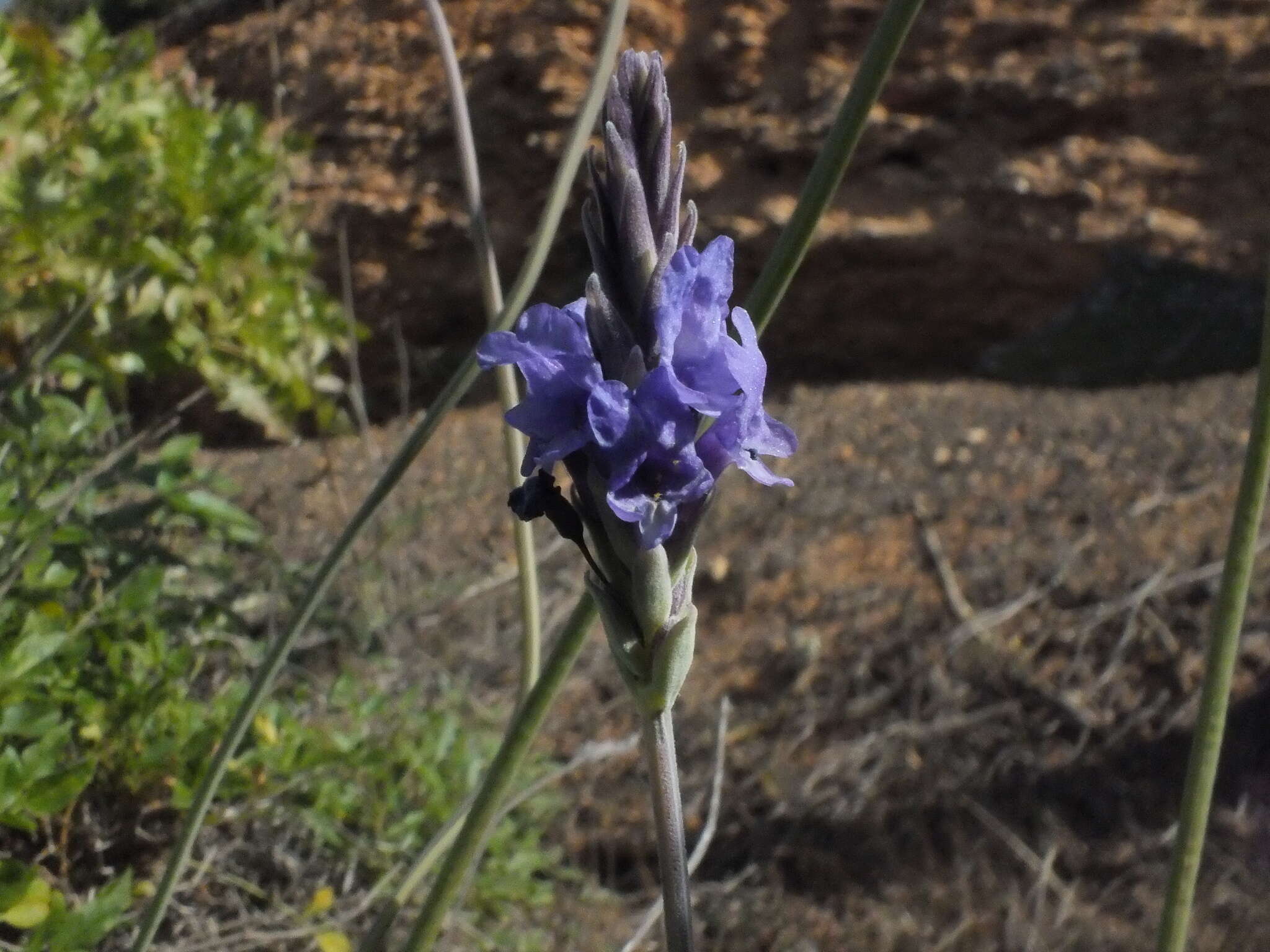 Plancia ëd Lavandula pinnata Lundmark