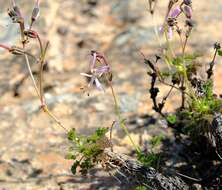 Image of Pelargonium oreophilum Schltr.