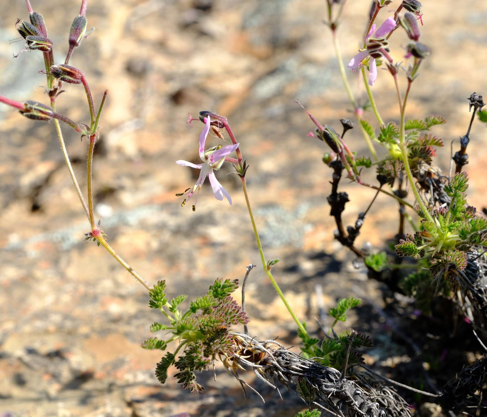 Image of Pelargonium oreophilum Schltr.