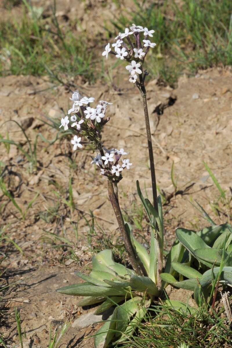 Image of Valeriana chionophila Popov & Kult.