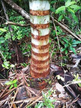 Image of Dypsis lastelliana (Baill.) Beentje & J. Dransf.