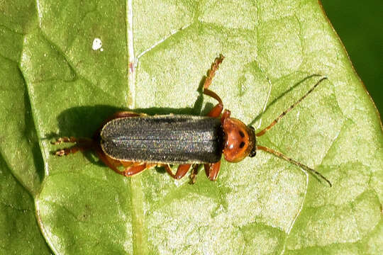 Image of <i>Cantharis annularis</i>