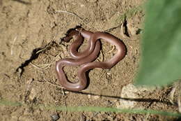 Image of Xerotyphlops Hedges, Marion, Lipp, Marin & Vidal 2014