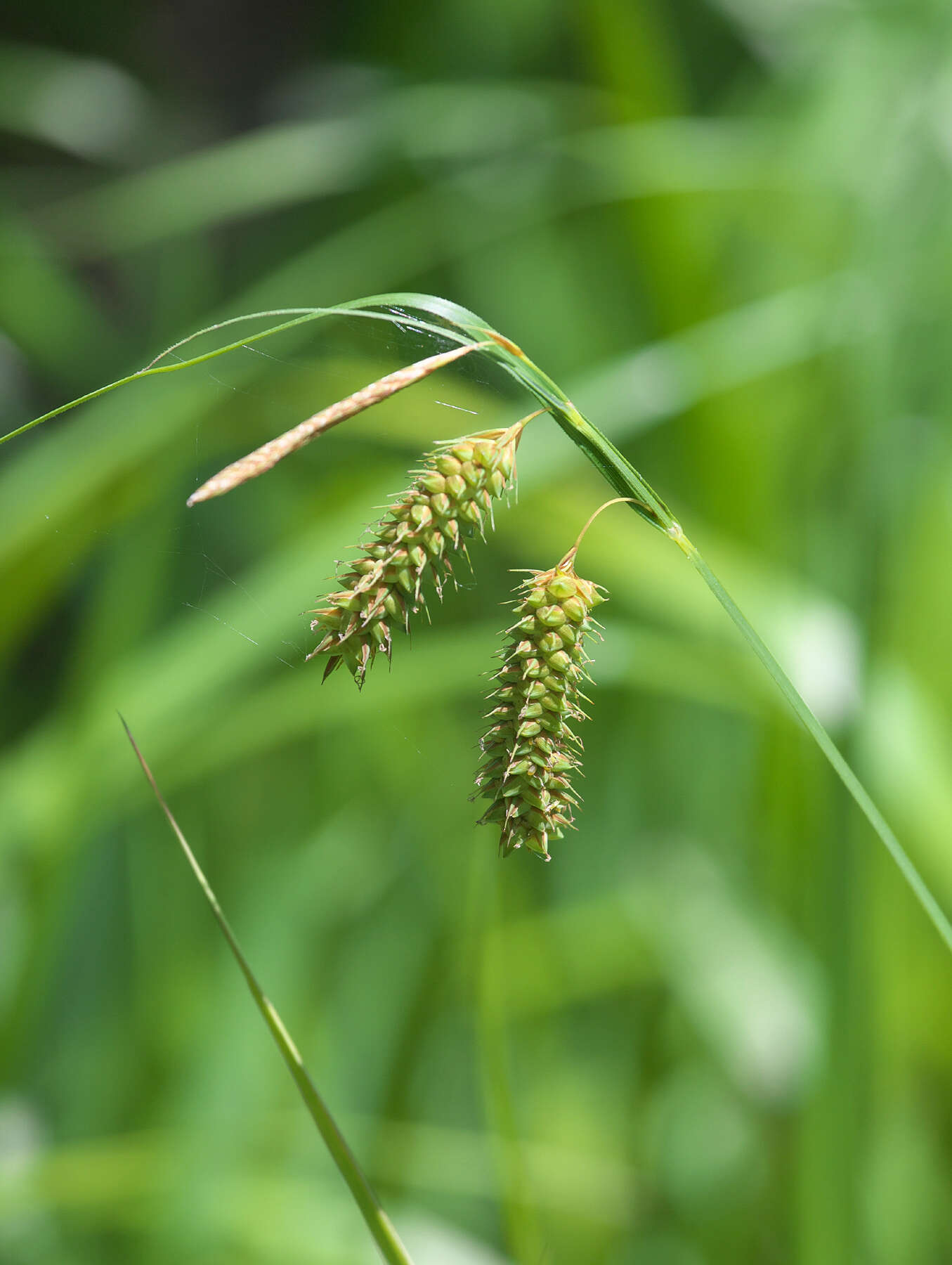 Image of Carex maximowiczii Miq.