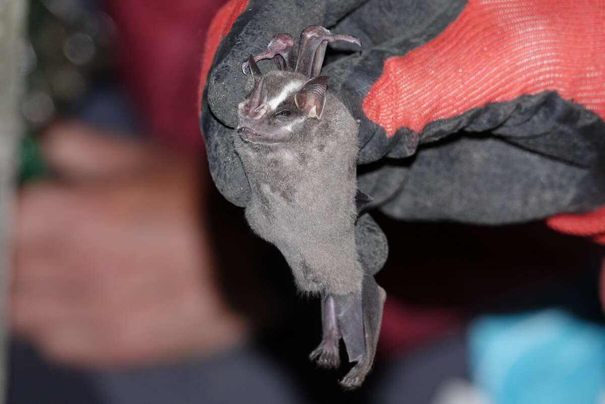 Image of Little Big-eyed Bat