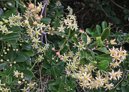 Image of Putterlickia pyracantha (L.) Szyszylowicz