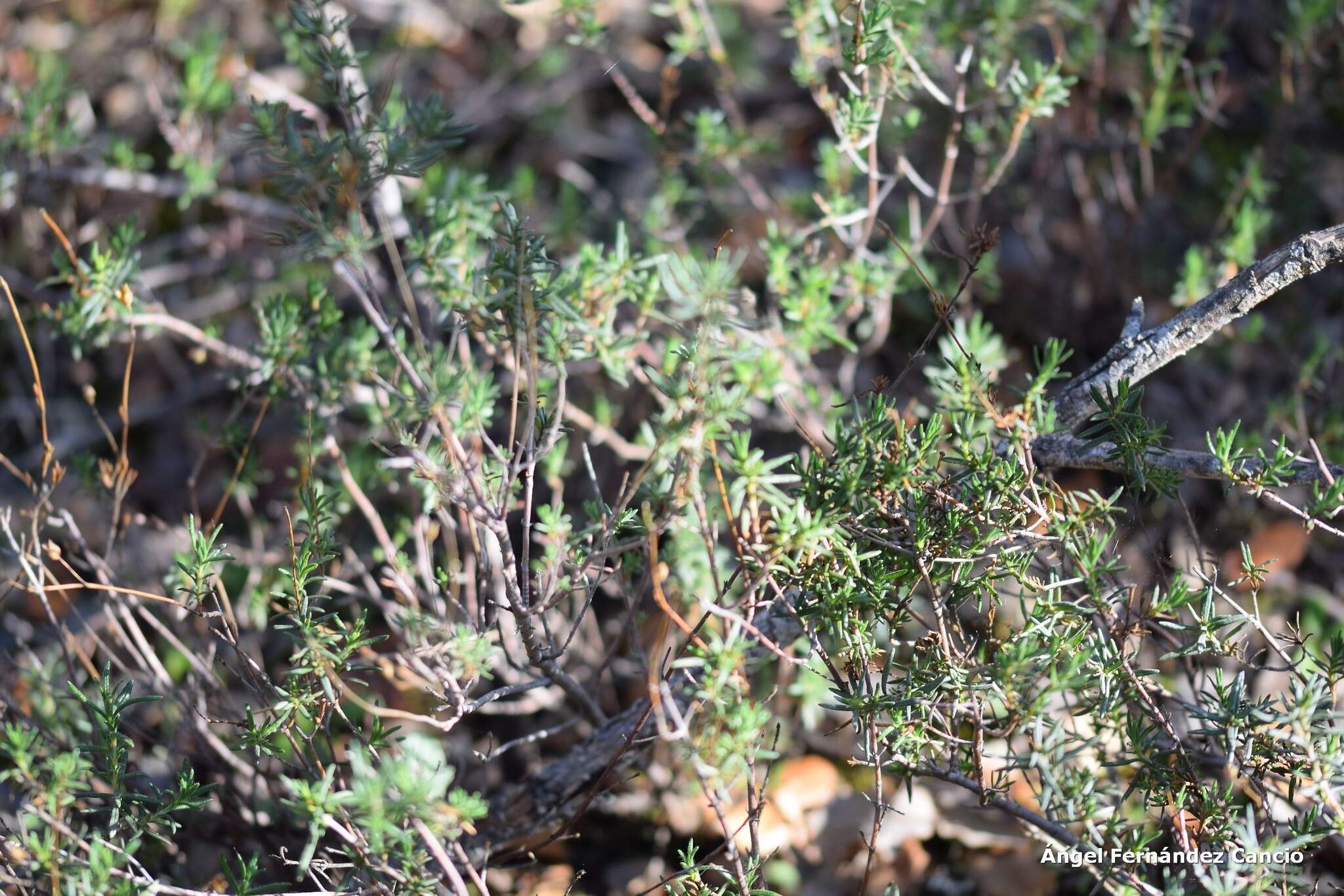 صورة Halimium umbellatum subsp. viscosum (Willk.) O. Bolós & Vigo