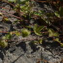 Imagem de Ipomoea deccana D. F. Austin