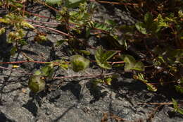 Sivun Ipomoea deccana D. F. Austin kuva