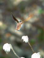 Image of Lycaena li (Oberthür 1886)