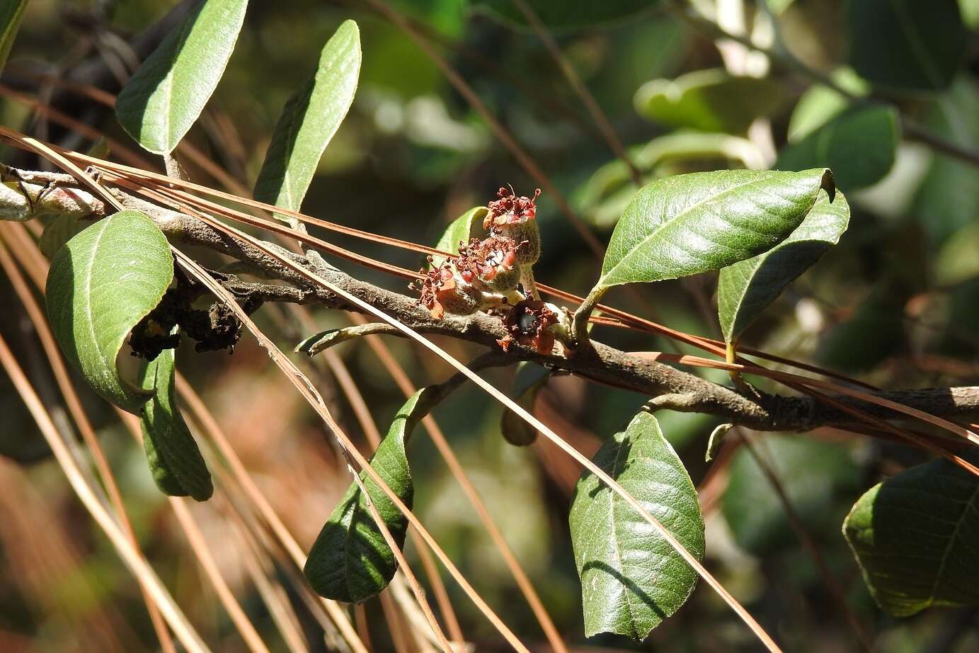 Malacomeles nervosa (Decne.) G. N. Jones的圖片