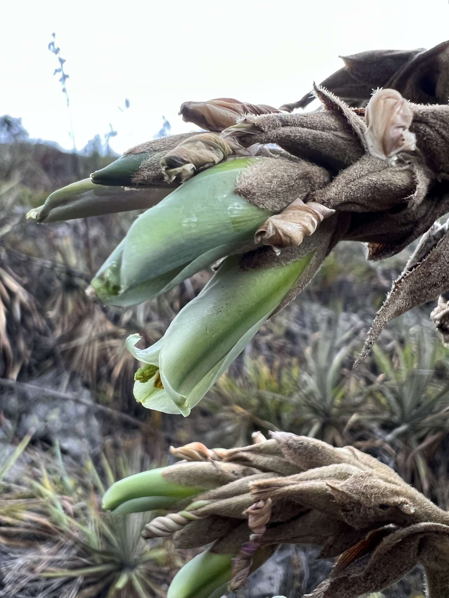 Imagem de Puya bicolor Mez