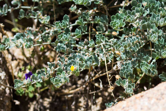 Image de <i>Acmispon argophyllus</i>