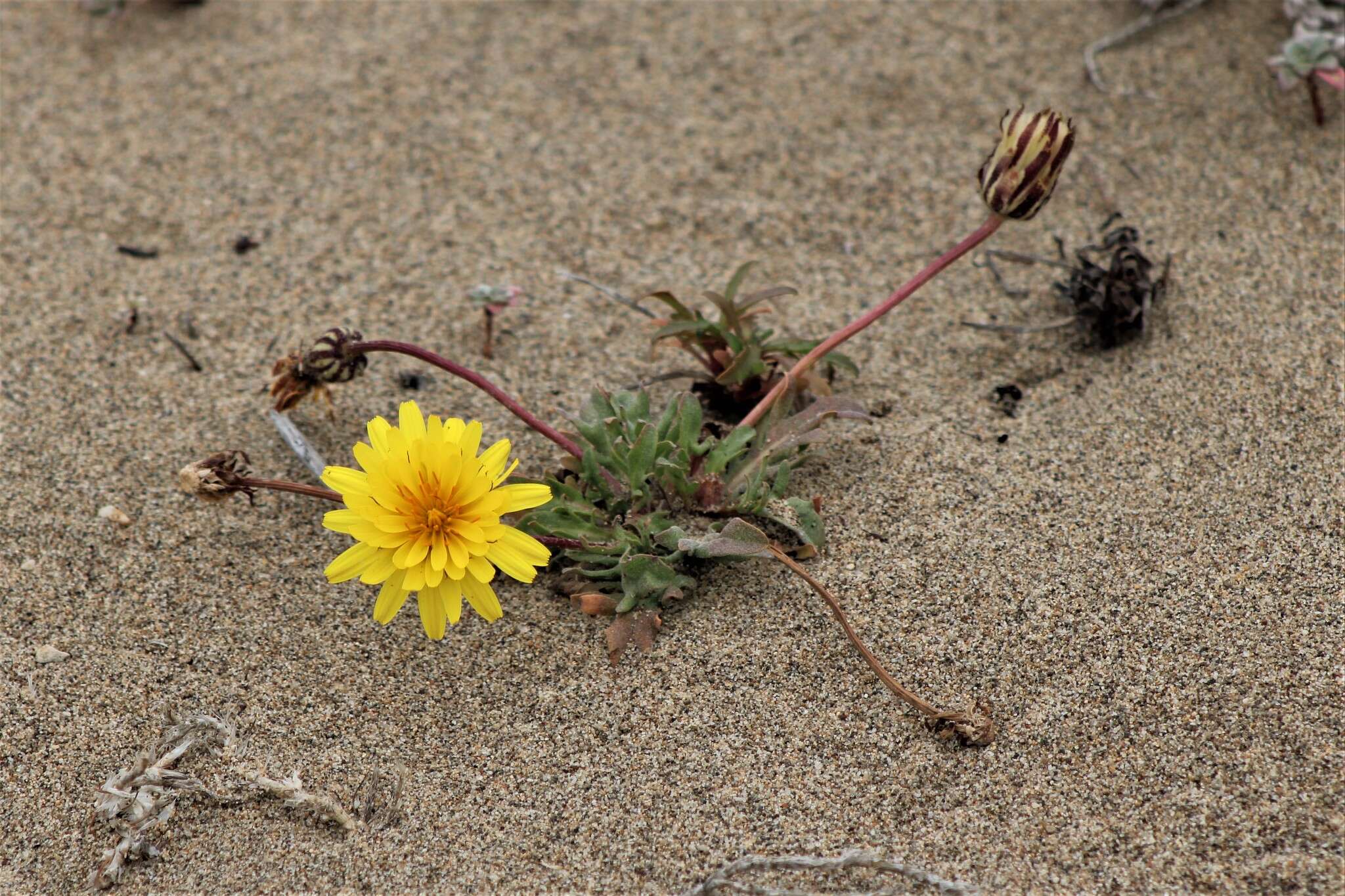 Plancia ëd Agoseris apargioides (Less.) Greene