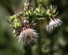 Image of Fountain Thistle