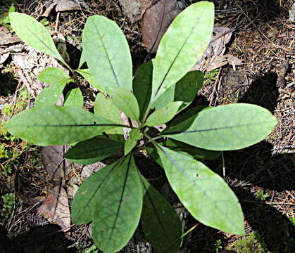 Imagem de Coprosma grandifolia Hook. fil.