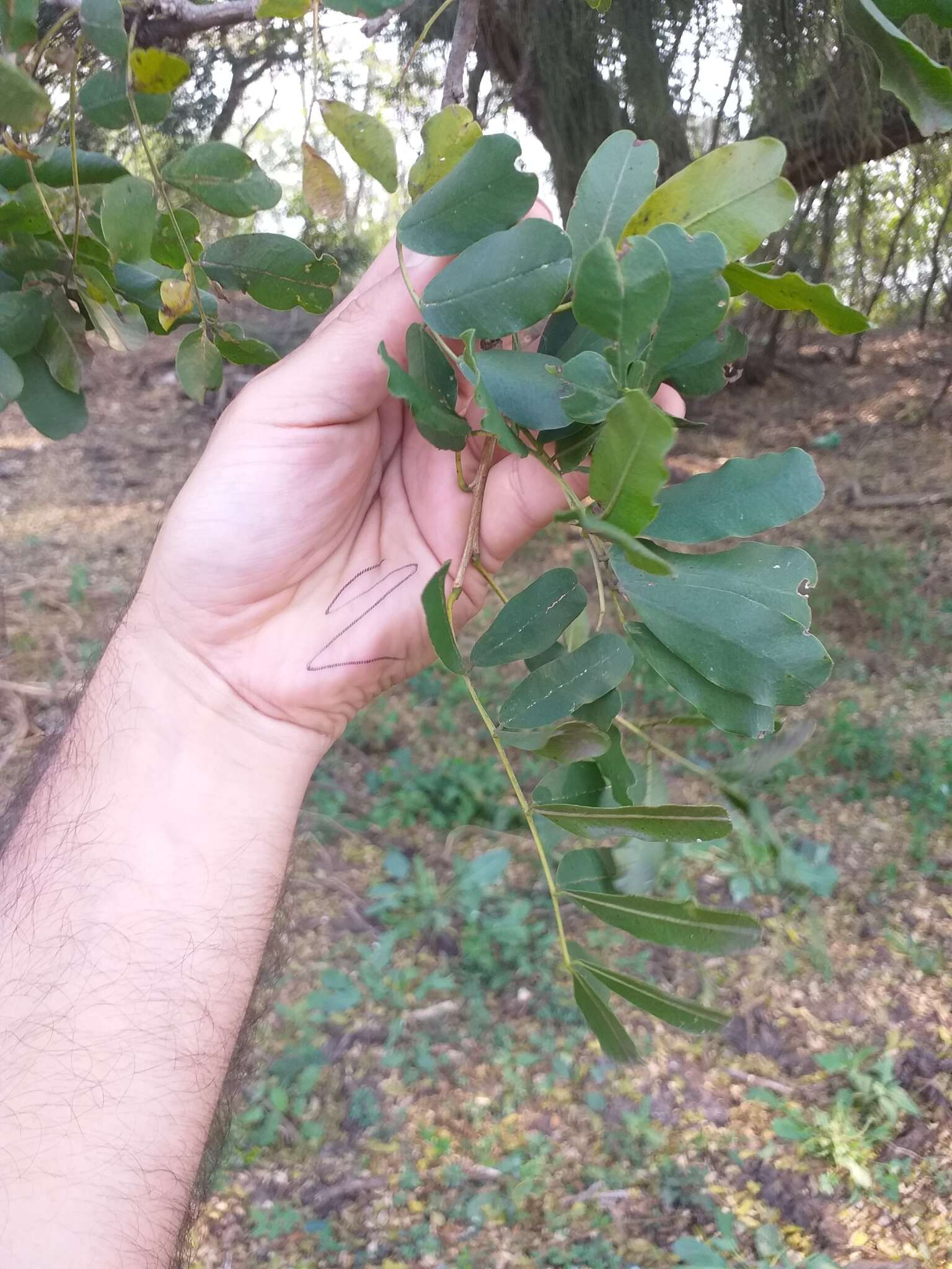 Image of Geoffroea spinosa Jacq.