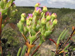 Ruschia suaveolens L. Bol. resmi