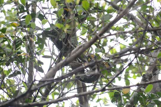 Image of Gold-ringed Cat snake