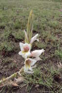 Слика од Gladiolus elliotii Baker